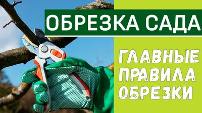 🍎Обрезать ли деревья весной? Обрезка и обработка сада от вредителей.  Обработка сада весной и круглый год: борьба с вредителями. Плодожорка,  яблонный цветоед, парша.