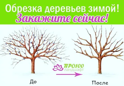 Обрезка плодовых деревьев весной – советы для начинающих и не только |  Тепличное садоводство, Садовые деревья, Садоводство