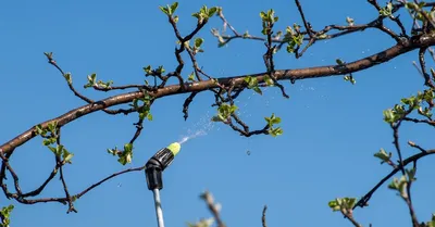 ЛЕТНЯЯ ОБРЕЗКА ПЛОДОВЫХ ДЕРЕВЬЕВ. Как и какие деревья лучше обрезать летом?  - YouTube