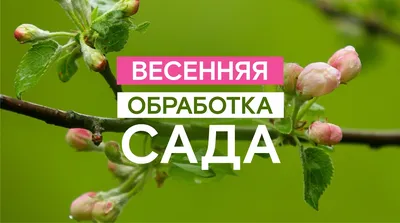 Обрезка фруктовых деревьев весной