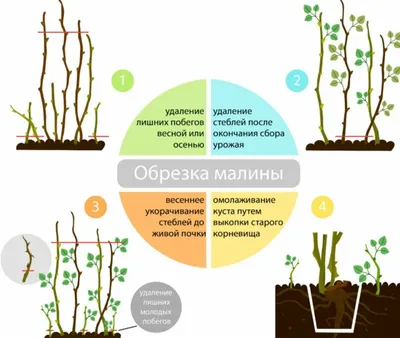 Обрезка ремонтантной малины весной фото фотографии