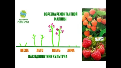 Обрезка ремонтантной малины / Выращивание малины как однолетней культуры и  как двухлетней - YouTube