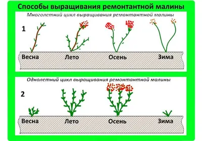 Как ухаживать за ремонтантной малиной. Как повысить урожай ремонтантной  малины.