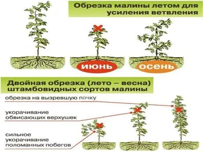 Как ухаживать за малиной в августе сентябре. Правильна обреска малина и  борьба с вредителями