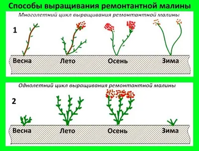 Почему у ремонтантной малины надо вырезать всю надземную часть | ВКонтакте