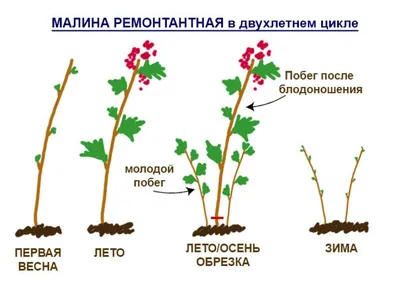 Весенняя обрезка ремонтантной малины. | Вера Каштанова | Дзен