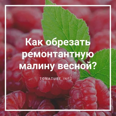 Обрезка малины осенью: как правильно обрезать, чем подкормить | РБК Life