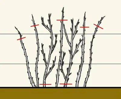 Обрезка ремонтантной и летней малины осенью для начинающих с пошаговой  инструкцией