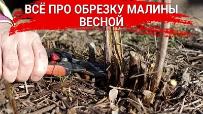 Обрезка малины осенью: сроки, этапы процедуры, необходимый инвентарь, уход