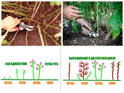 Весенняя обрезка малины – как не опоздать со сроками и какие есть варианты?