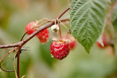 8 правил ухода за ремонтантной малиной: гарантия отличного урожая | В саду  (Огород.ru)