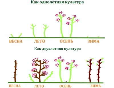 Почему у ремонтантной малины надо вырезать всю надземную часть?