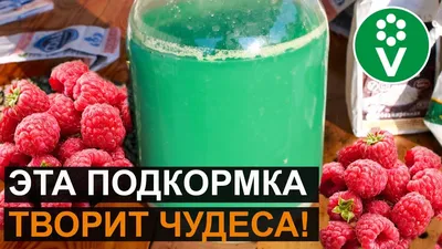 Как ухаживать за малиной осенью - обработка и подготовка малины к зиме:  подкормка, обрезка