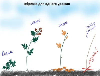 Обрезка ремонтантной малины осенью: когда и как обрезать, чтобы был хороший  урожай, схемы и видео