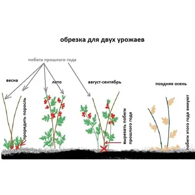 Обрезка ремонтантной малины | ПОЛИНКИНЫ ГРЯДКИ | Дзен
