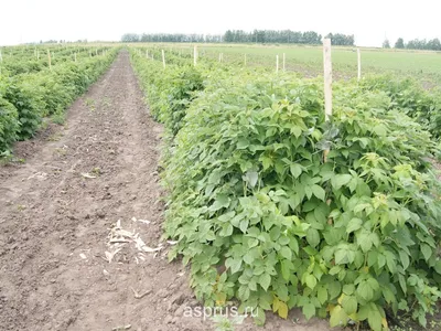 Принципы обрезки плодовых кустарников осенью