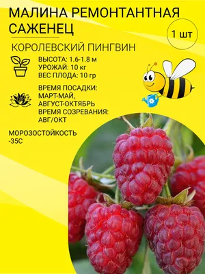 Как и когда правильно проводить обрезку малины на Урале и в Сибири осенью  2022 года - 16 октября 2022 - e1.ru