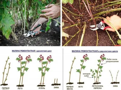 Какой сорт ремонтантной малины выбрать и как правильно ухаживать