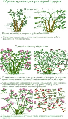 обрезка плетистой розы схема | Вьющиеся розы, Розы, Цветник план