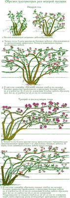 Формирование и обрезка роз | Вьющиеся розы, Куриный сад, Теневой сад