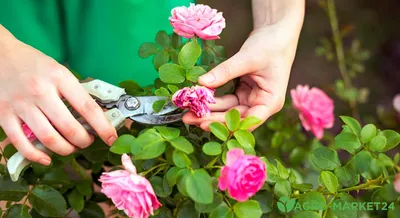 Как правильно обрезать розы летом - Agro-Market24