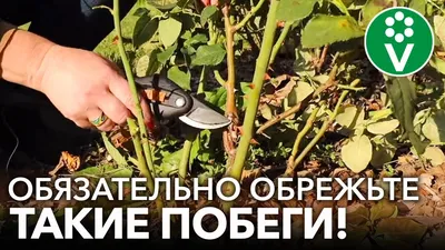 Как обрезать розы на зиму - YouTube