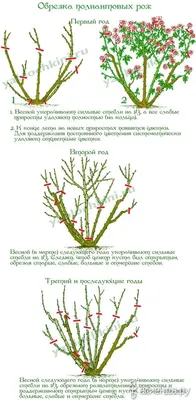 Правильная обрезка роз - ВикиРоз - Энциклопедия роз