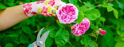 Весенняя обрезка роз - Сад удачи, интернет-магазин садовых растений