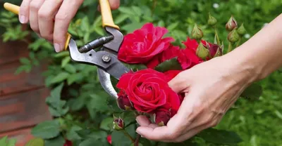 Обрезка роз после цветения: подробный гайд и советы от профессионалов -  Agro-Market