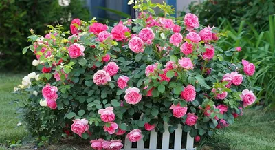 Обрезка роз. часть 4. Миниатюрные и полиантовые розы. | Розы, Уход за  садом, Вьющиеся розы