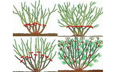 Обрезка роз после цветения - полезные статьи о садоводстве от Agro-Market24