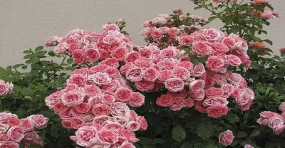 Уход за розами в августе: подкормка, обрезка и подготовка к зиме