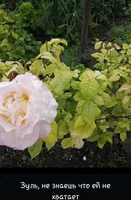Весенняя обрезка роз | Интернет-магазин садовых растений