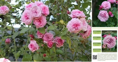 Осенняя обрезка роз или как сделать летнее цветение обильным