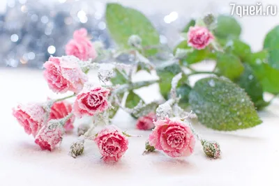 Розы на зиму - укрытие, обрезка, подкормка