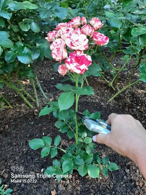 Обрезка роз