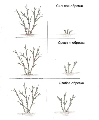 обрезка плетистой розы схема | Вьющиеся розы, Розы, Укоренение роз