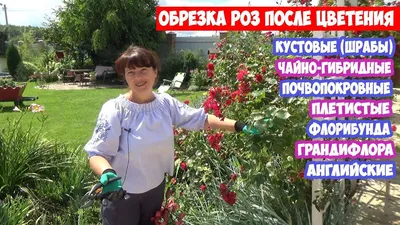 Обрезка роз осенью на юге | Питомник Летний Сад | Дзен