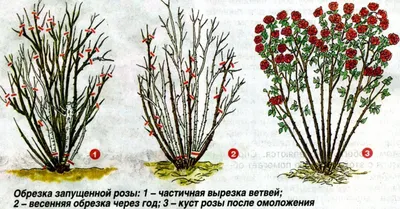 Летняя обрезка роз после цветения ПЛЕТИСТЫЕ, ФЛОРИБУНДА, ШРАБЫ, ЧАЙНО  ГИБРИДНЫЕ. Шиповник на розах! | Розы, Цветение, Цветник план