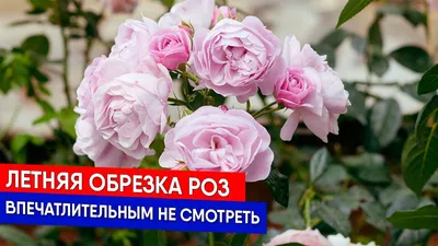 Обрезка роз: особенности и индивидуальный подход к каждой группе. -  Энциклопедия роз