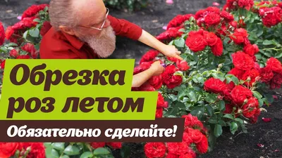 Как обрезать розы летом - YouTube