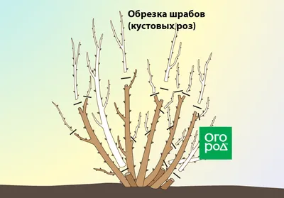 Обрезка плетистой розы Flammentanz » Саженцы роз Гармония Сада купить в  подмосковном питомнике.