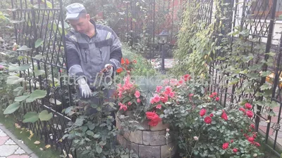 Как правильно обрезать розы осенью и зачем это делать?