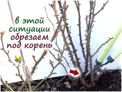 Уход за розами. Услуги агрономов.