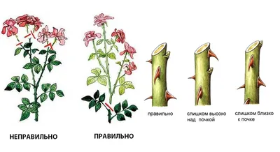 Обрезка роз летом: рекомендации, схемы для разных сортов, дальнейший уход