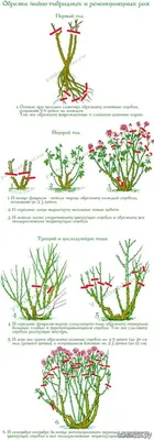 Как и когда обрезать розы осенью на зиму? - 7Дней.ру