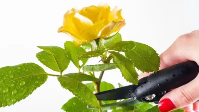 Обрезка роз после цветения: подробный гайд и советы от профессионалов -  Agro-Market