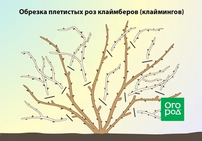 Как обрезать розы: правильная обрезка для начинающих, схемы и время