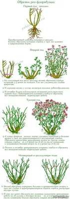 Обрезка роз летом - важный этап в уходе за садовым цветком | Огород Мечты |  Дзен