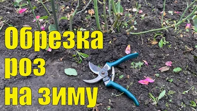 Обрезка роз на зиму фото